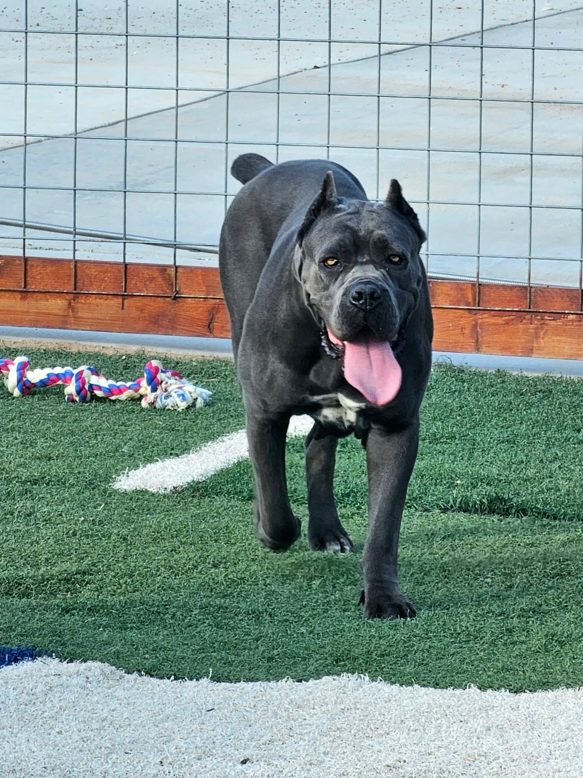Black Cane Corso walking in the yard