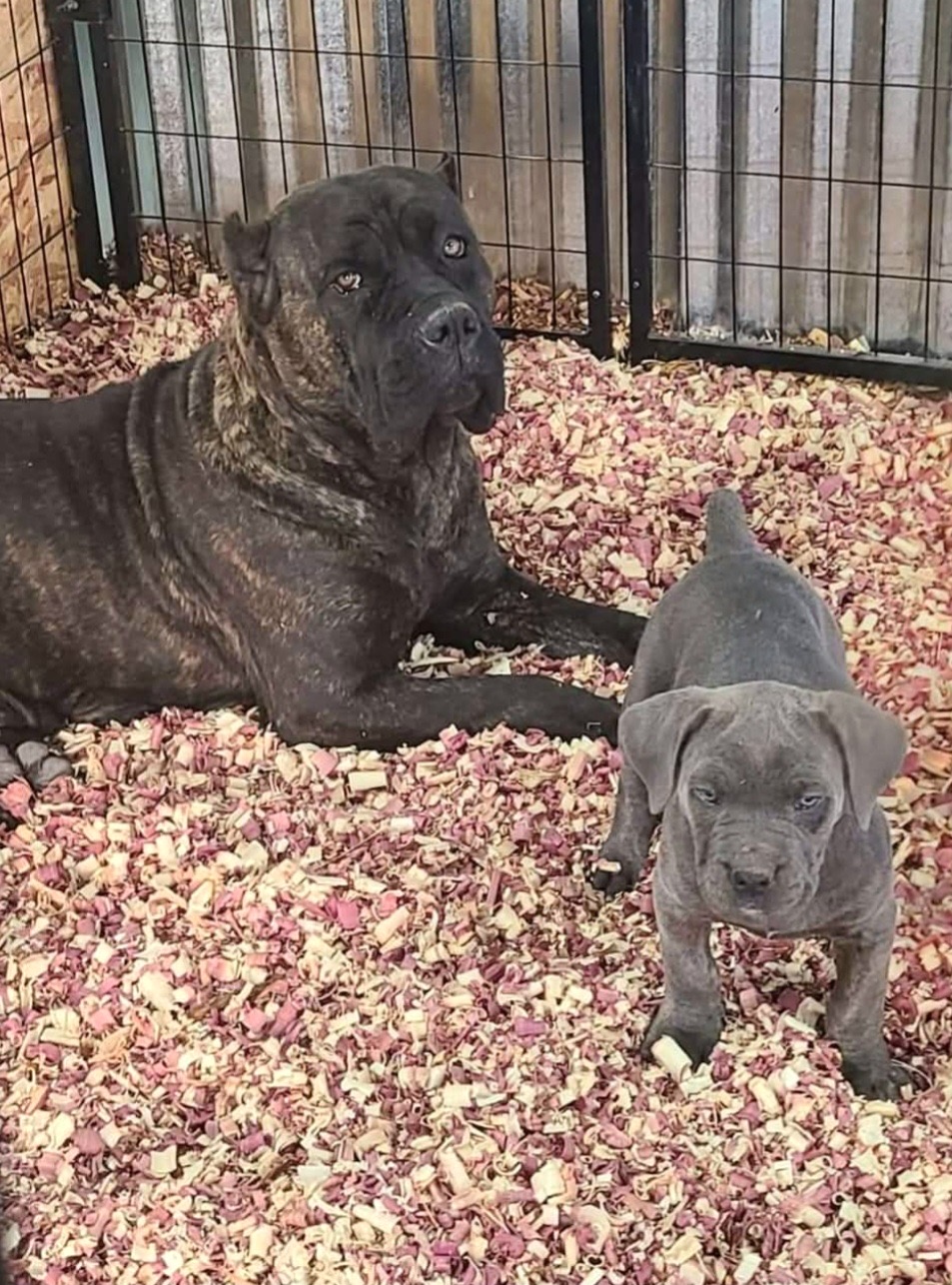 Adult Cane Corso relaxing with a puppy