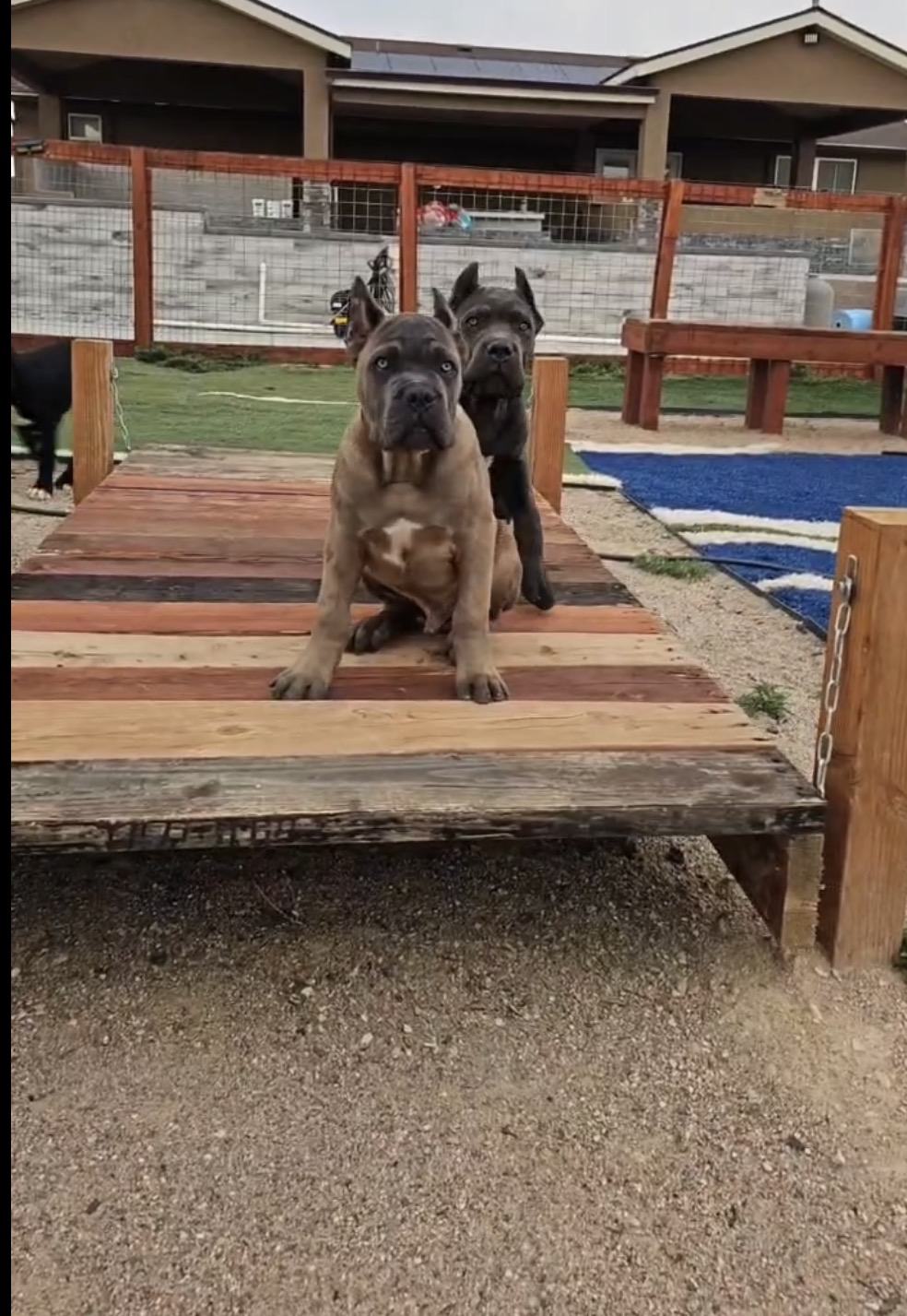 Two Cane Corso puppies on a training platform
