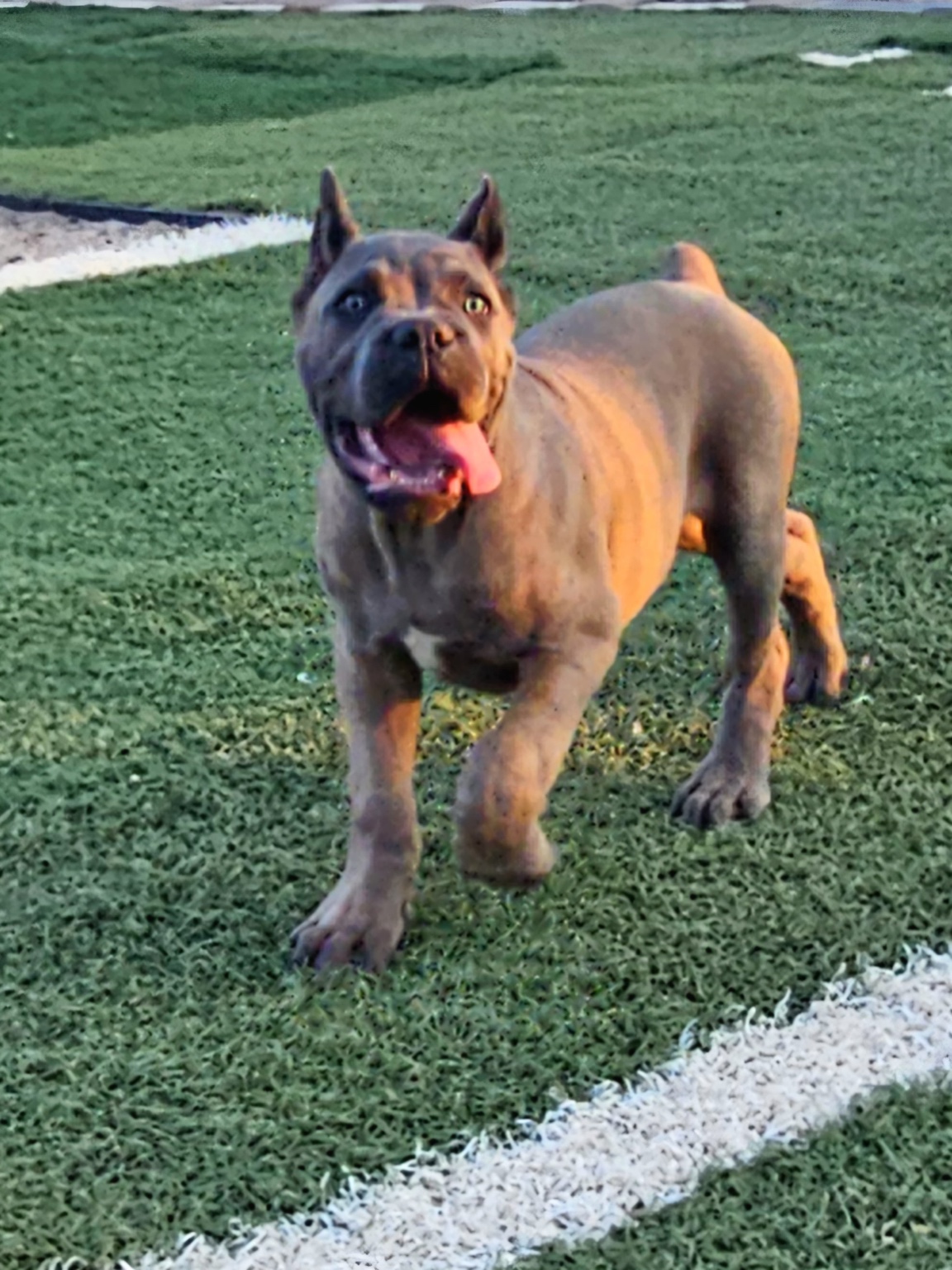 Young Cane Corso running across the turf