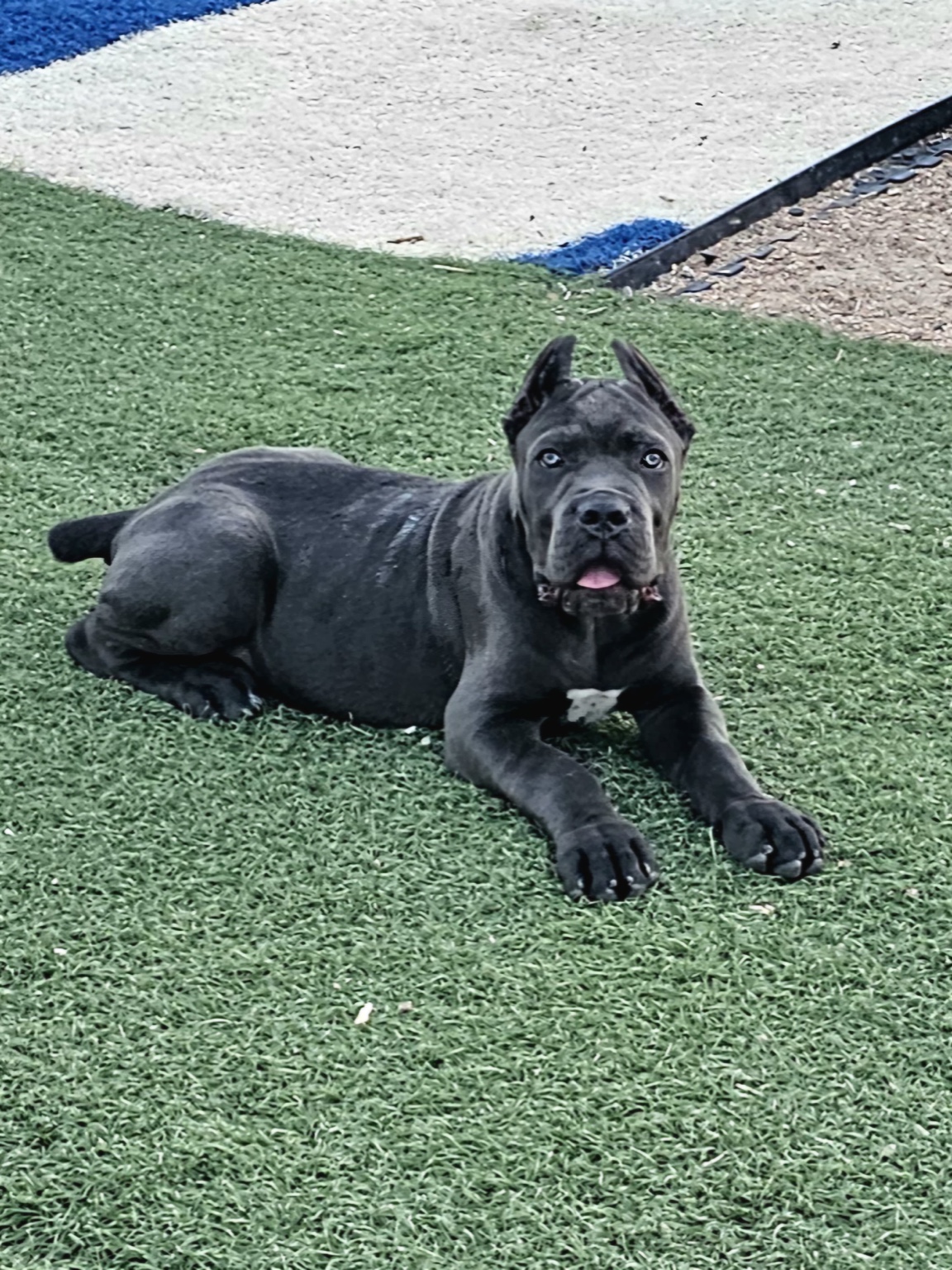 Young black Cane Corso resting on the turf