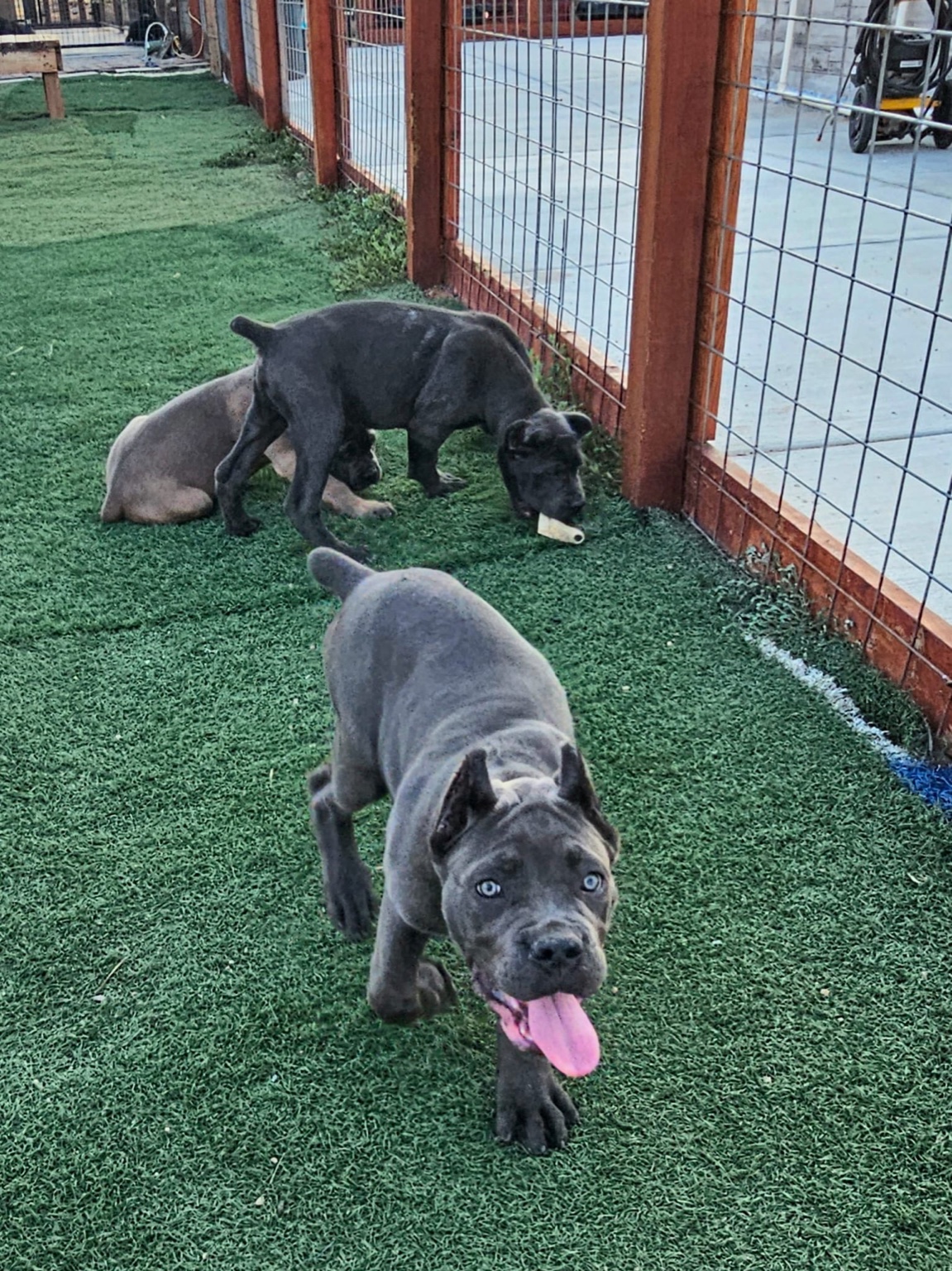 Cane Corso puppy walking toward the camera