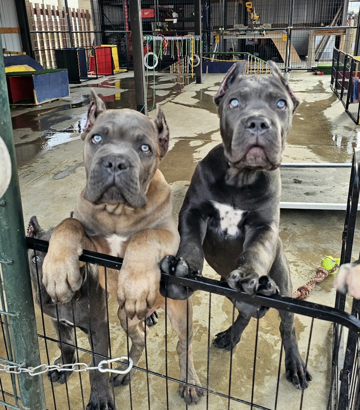 Two young Cane Corsos greeting at the gate