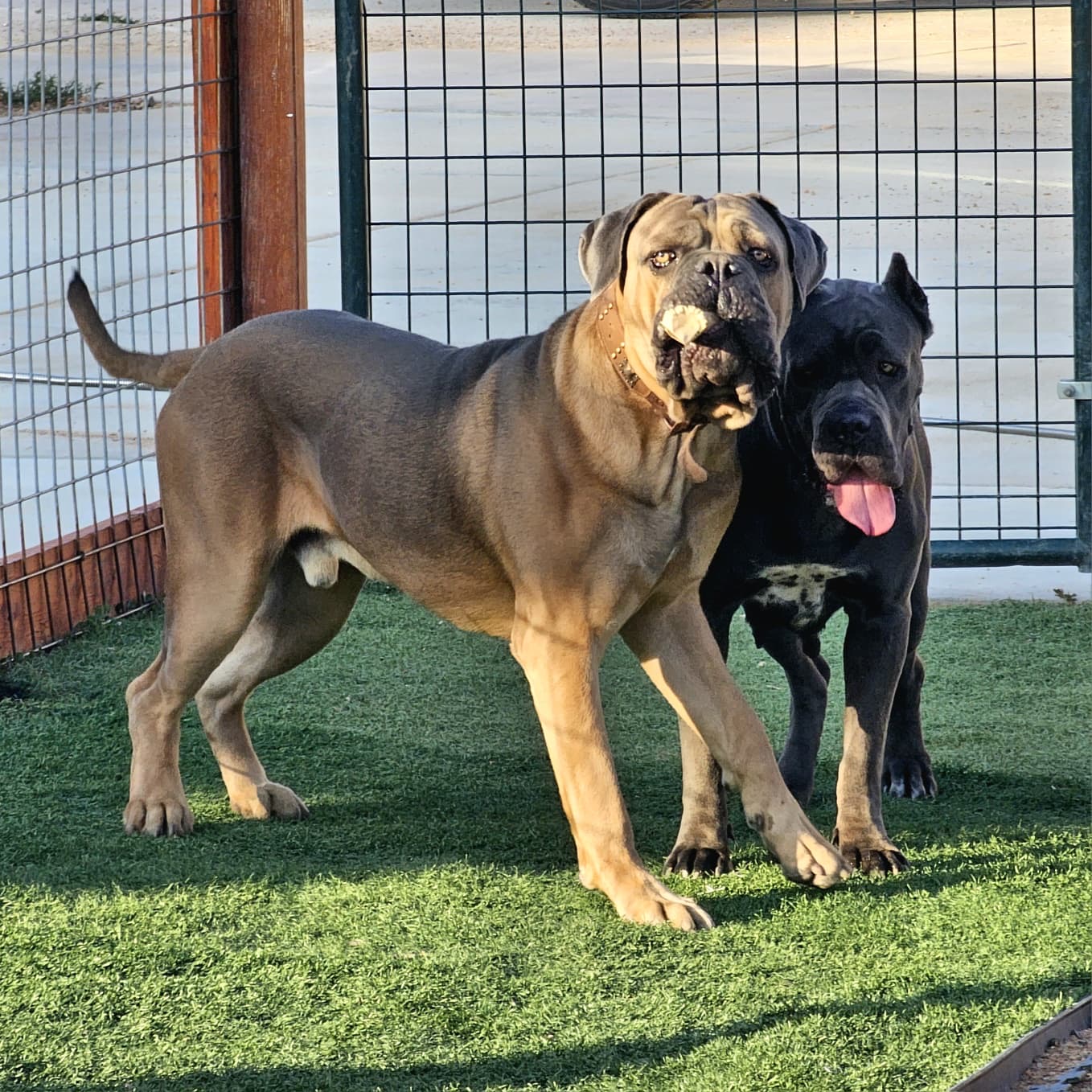 Two adult Cane Corsos standing together