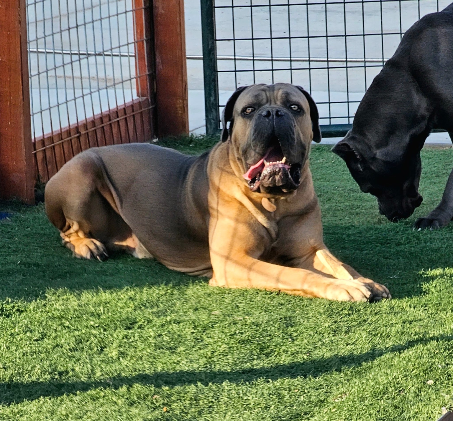 Fawn Cane Corso resting beside a black Corso