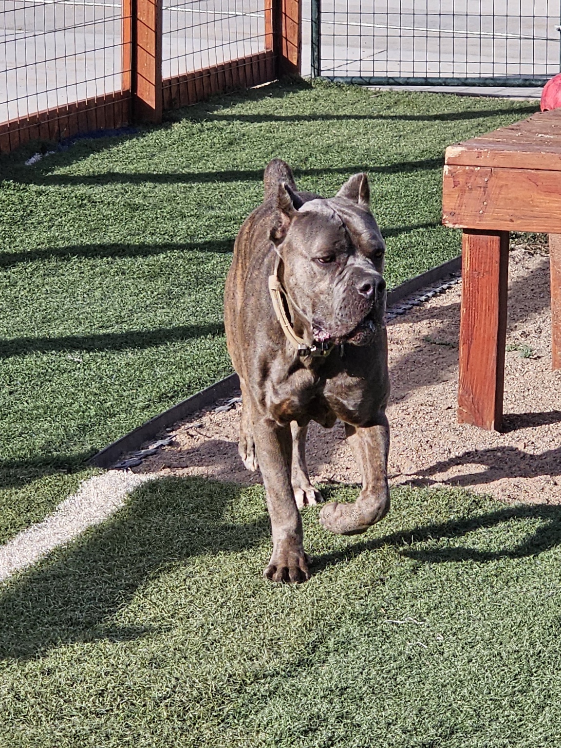 Brindle Cane Corso walking in the yard