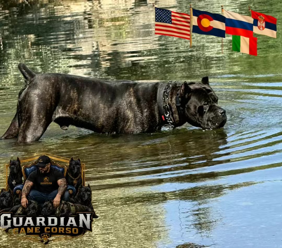 Cane Corso enjoying the water with our heritage flags