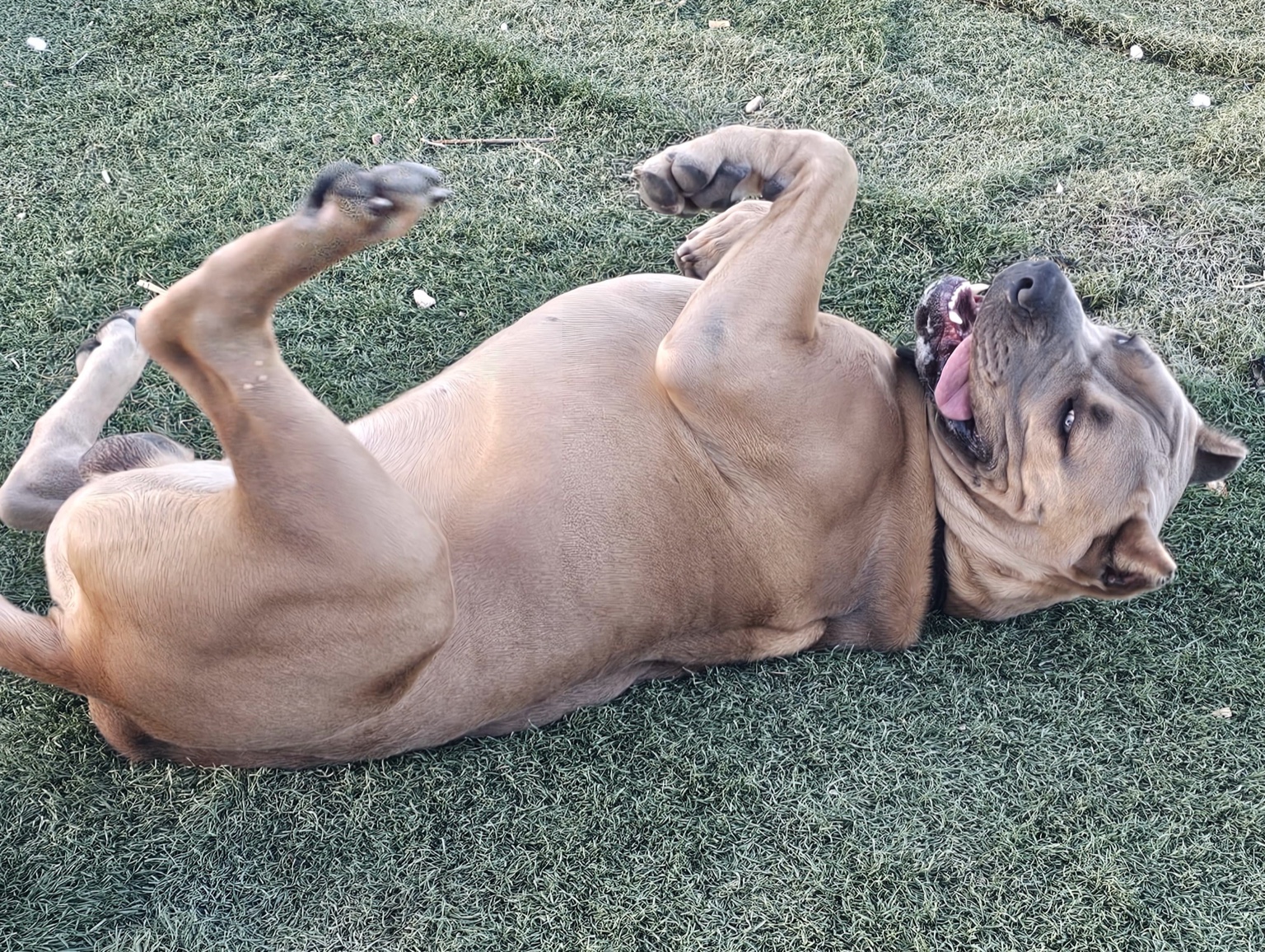 Playful fawn Cane Corso rolling on the grass