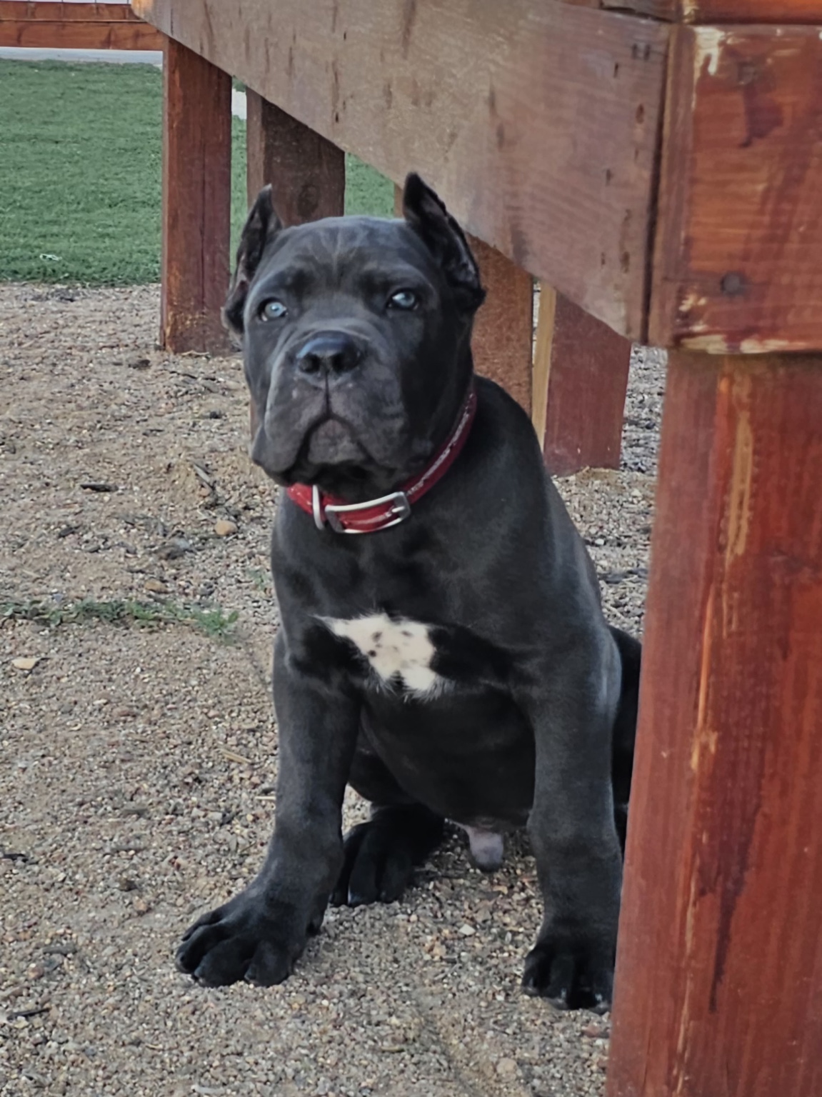 Young black Cane Corso sitting beneath the training platform