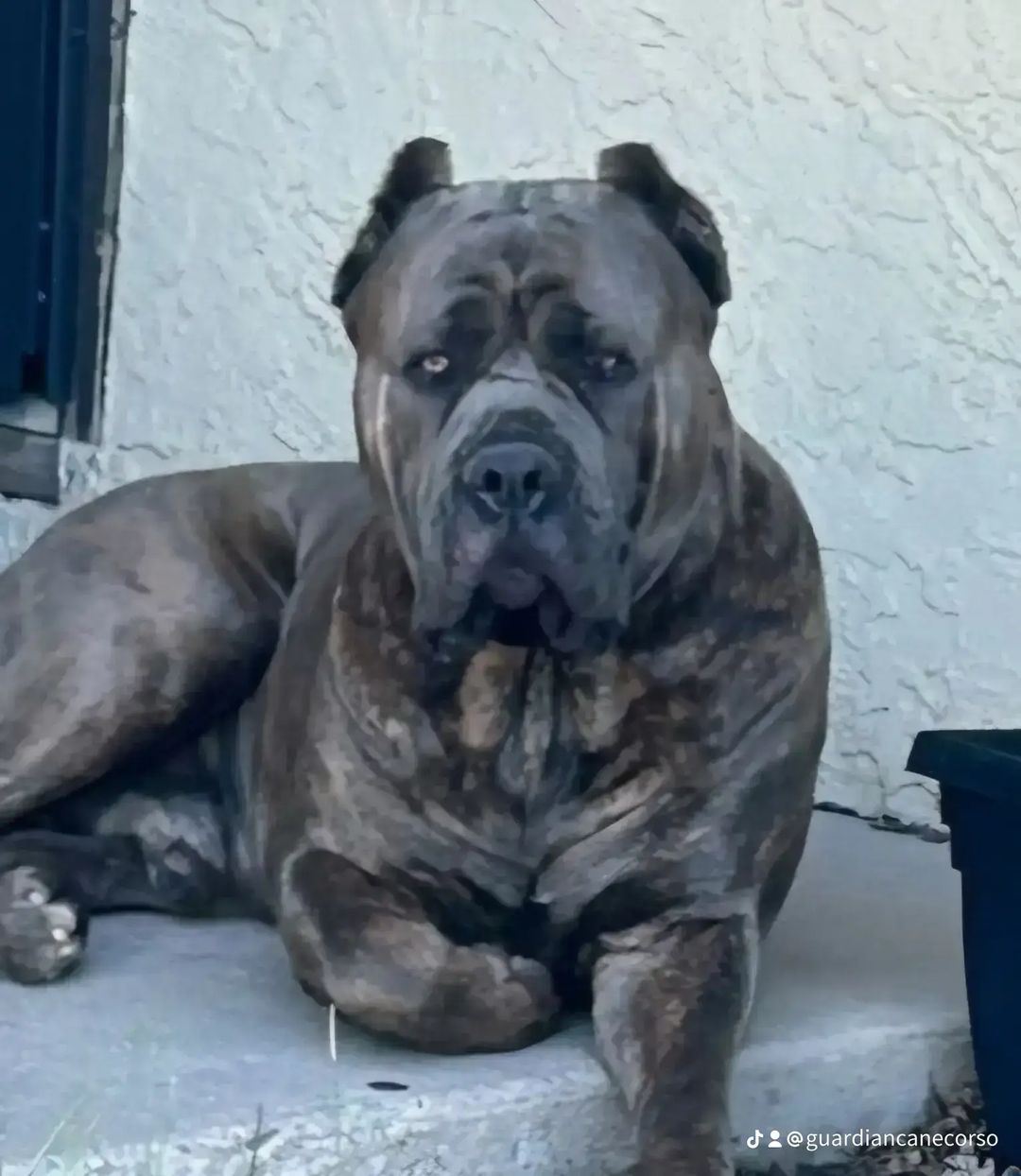 Brindle Cane Corso relaxing on the patio