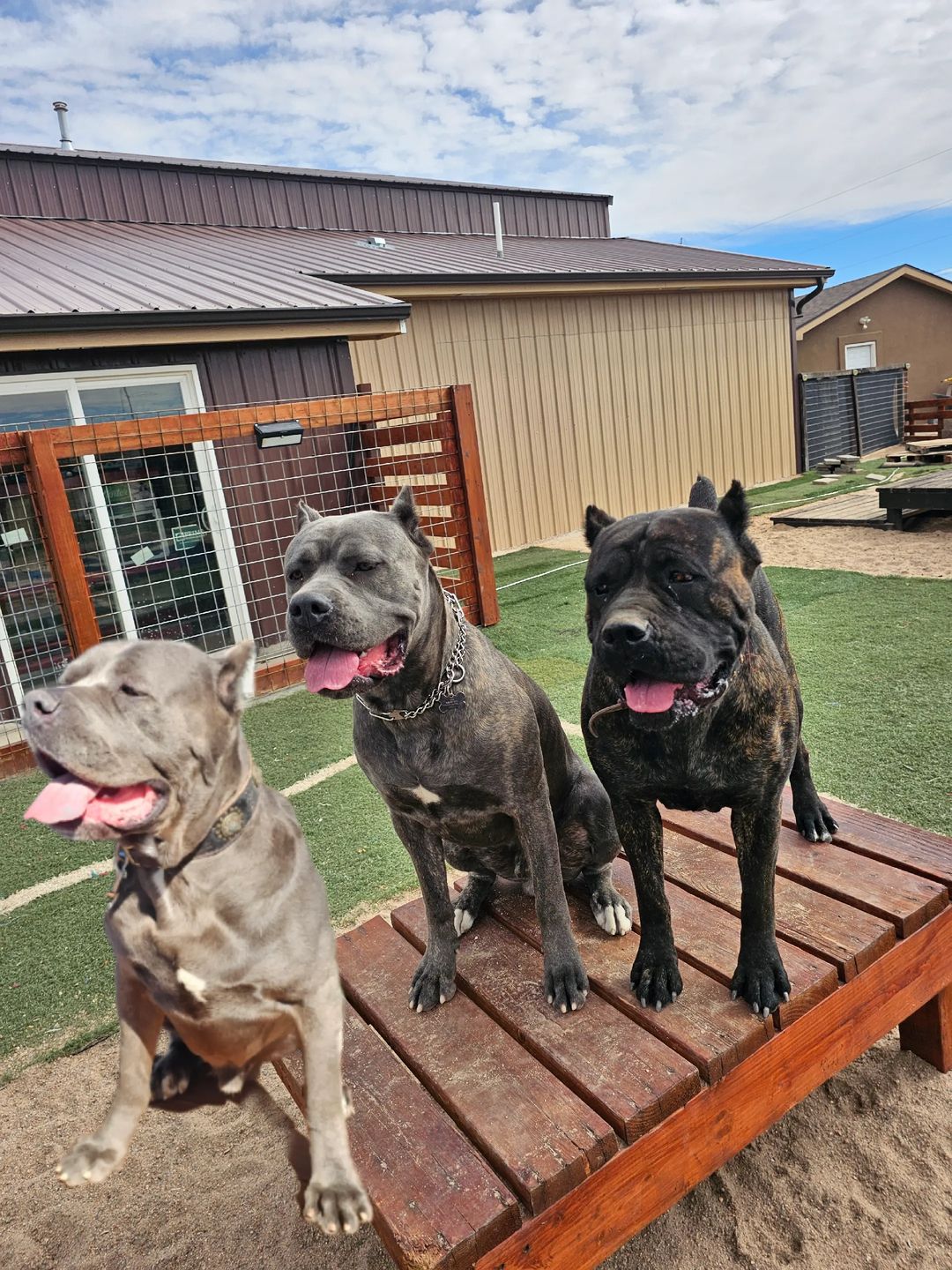 Three Cane Corsos together on the training platform