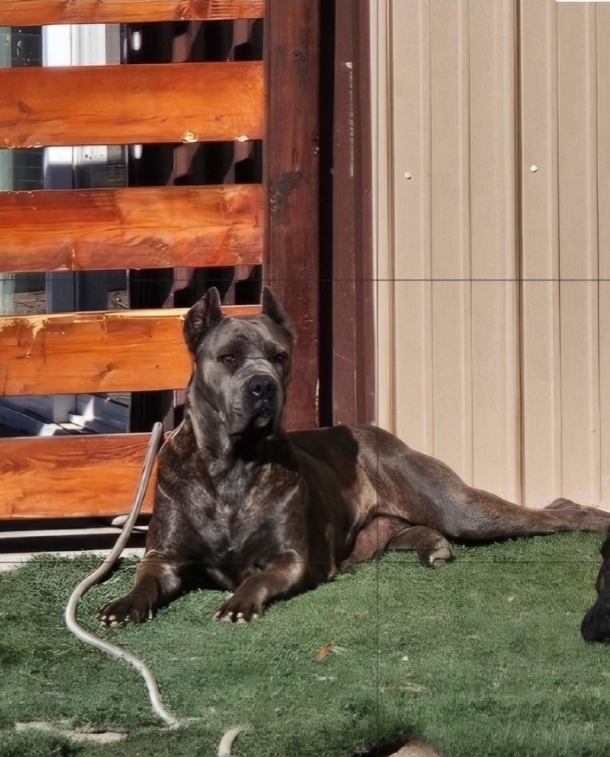 Brindle Cane Corso resting in the sunshine