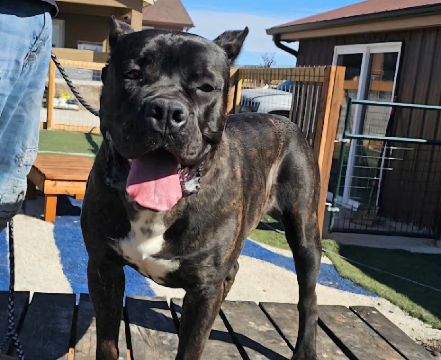 Brindle Cane Corso standing proudly outdoors