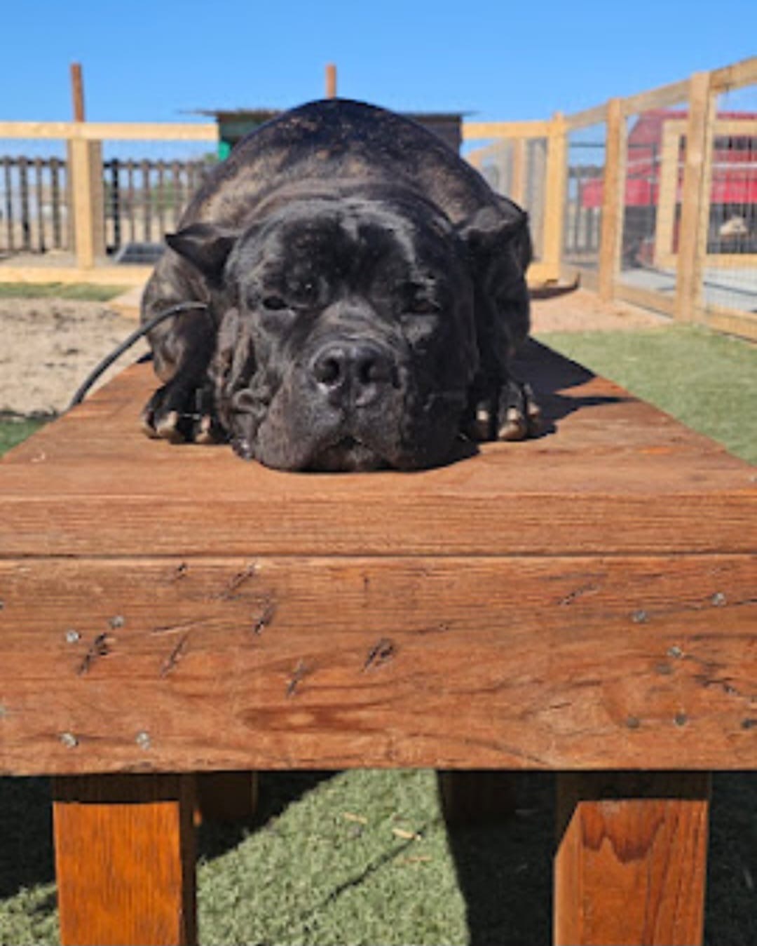 Cane Corso relaxing on a wooden training platform
